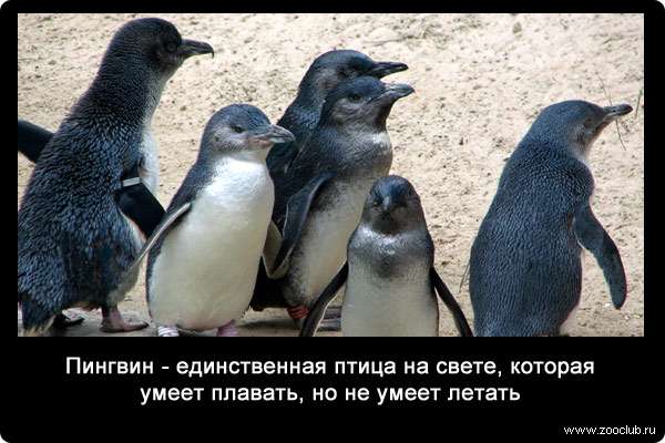 Пингвин - единственная птица на свете, которая умеет плавать, но не умеет летать.