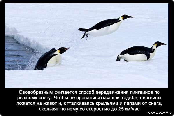 Своеобразным считается способ передвижения пингвинов по рыхлому снегу. Чтобы не проваливаться при ходьбе, пингвины ложатся на живот и, отталкиваясь крыльями и лапами от снега, скользят по нему со скоростью до 25 км/час.