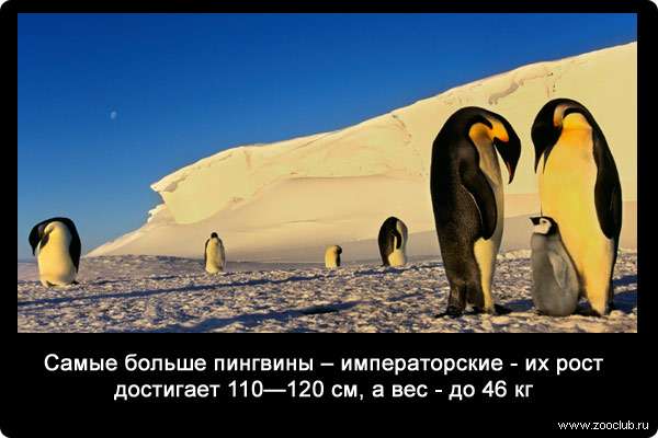 Самые больше пингвины - императорские - их рост достигает 110-120 см, а вес - до 46 кг.