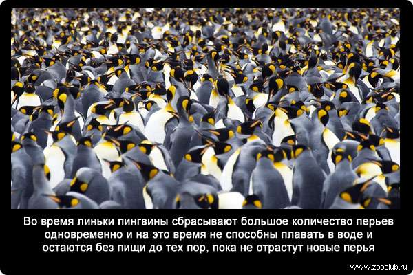 Во время линьки пингвины сбрасывают большое количество перьев одновременно и на это время не способны плавать в воде и остаются без пищи до тех пор, пока не отрастут новые перья.