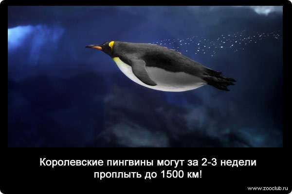 Королевские пингвины (Aptenodytes patagonica) могут за 2-3 недели проплыть до 1500 км!