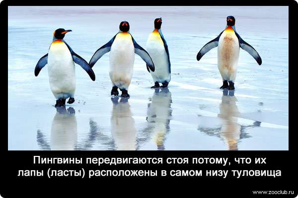 Пингвины передвигаются стоя потому, что их лапы (ласты) расположены в самом низу туловища.