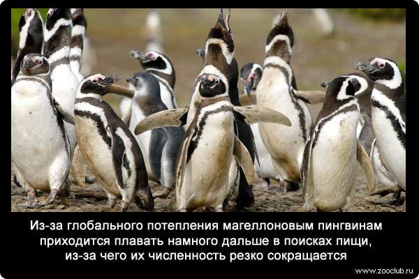 Из-за глобального потепления магеллоновым пингвинам (Spheniscus magellanicus) приходится плавать намного дальше в поисках пищи, из-за чего их численность резко сокращается. 