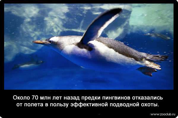 Около 70 млн лет назад предки пингвинов отказались от полета в пользу эффективной подводной охоты. 