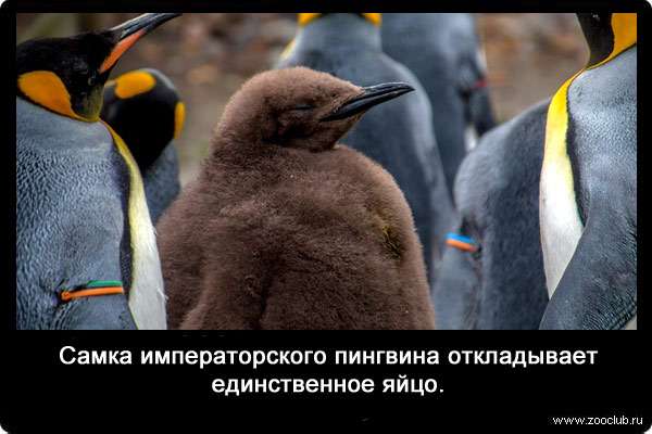 Самка императорского пингвина откладывает единственное яйцо.