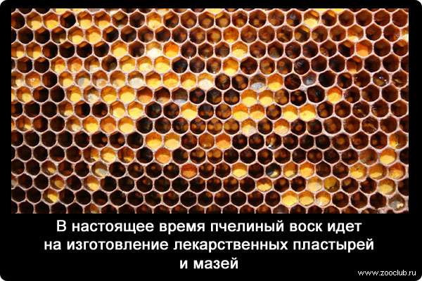 В настоящее время пчелиный воск идет на изготовление лекарственных пластырей и мазей.