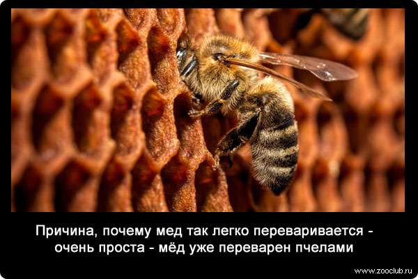 Причина, почему мед так легко переваривается - очень проста - мёд уже переварен пчелами.