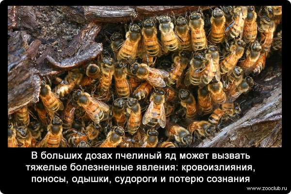 В больших дозах пчелиный яд может вызвать тяжелые болезненные явления: кровоизлияния, поносы, одышки, судороги и потерю сознания.