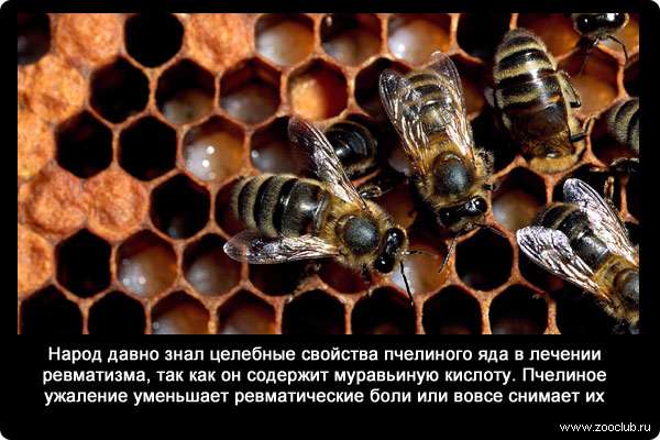 Народ давно знал целебные свойства пчелиного яда в лечении ревматизма, так как он содержит муравьиную кислоту. Пчелиное ужаление уменьшает ревматические боли или вовсе снимает их.