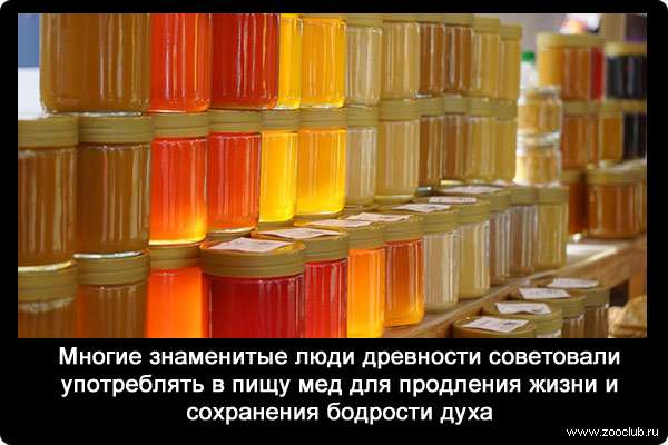 Многие знаменитые люди древности советовали употреблять в пищу мед для продления жизни и сохранения бодрости духа.