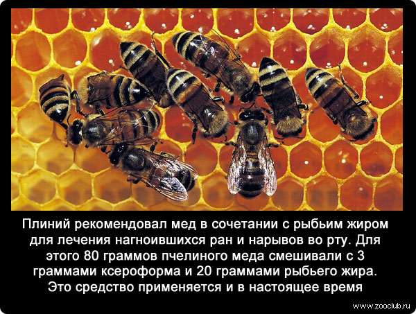 Плиний рекомендовал мед в сочетании с рыбьим жиром для лечения нагноившихся ран и нарывов во рту. Для этого 80 граммов пчелиного меда смешивали с 3 граммами ксероформа и 20 граммами рыбьего жира. Это средство применяется и в настоящее время.