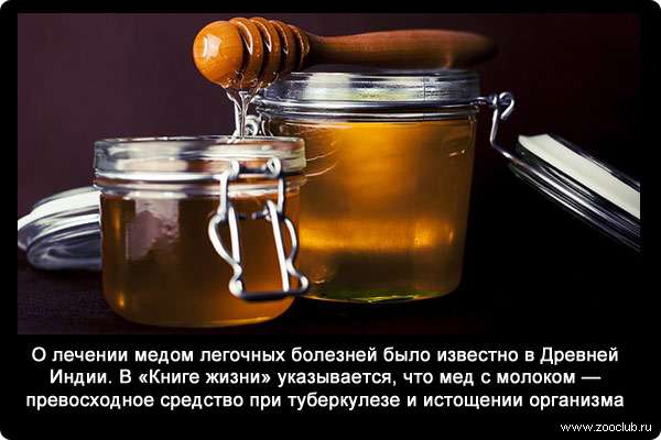 О лечении медом легочных болезней было известно и в Древней Индии. В «Книге жизни» указывается, что мед с молоком - превосходное средство при туберкулезе и истощении организма.