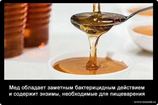 Мед обладает заметным бактерицидным действием и содержит энзимы, необходимые для пищеварения.