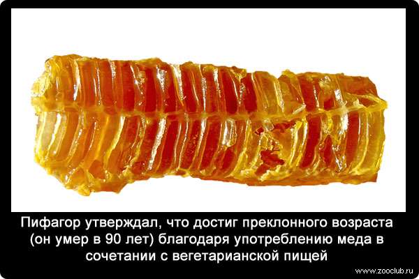 Пифагор утверждал, что достиг преклонного возраста (он умер в 90 лет) благодаря употреблению меда в сочетании с вегетарианской пищей.