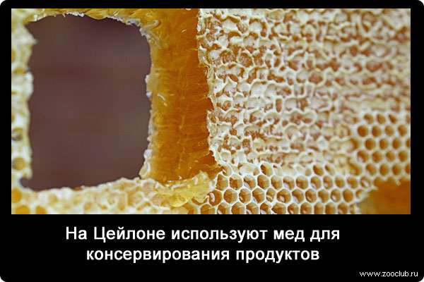 На Цейлоне используют мед для консервирования продуктов.