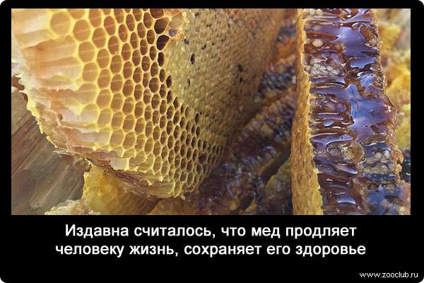 Издавна считалось, что мед продляет человеку жизнь, сохраняет его здоровье.