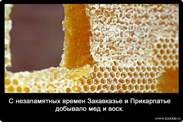 С незапамятных времен Закавказье и Прикарпатье добывало мед и воск.