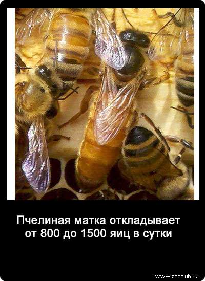 Пчелиная матка откладывает от 800 до 1500 яиц в сутки.