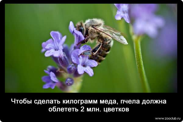 Чтобы сделать килограмм меда, пчела должна облететь 2 млн. цветков.