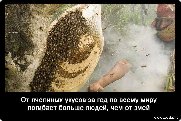 От пчелиных укусов за год по всему миру погибает больше людей, чем от змей. 