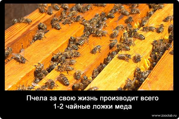 Пчела за свою жизнь производит всего 1-2 чайные ложки меда.