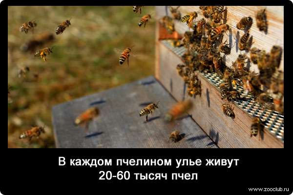 В каждом пчелином улье живут 20-60 тысяч пчел.
