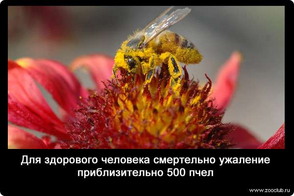 Для здорового человека смертельно ужаление приблизительно 500 пчел.