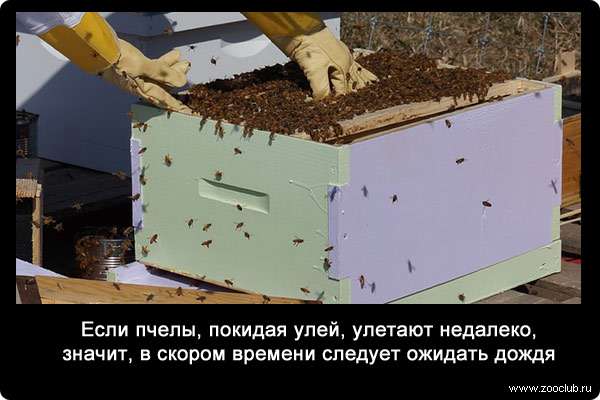 Если пчелы, покидая улей, улетают недалеко, значит, в скором времени следует ожидать дождя.