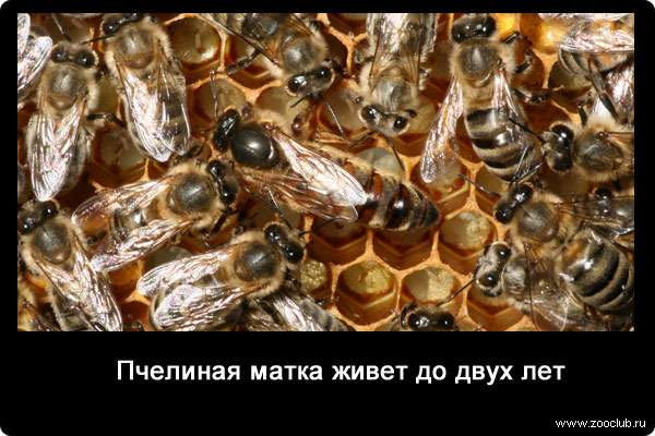 Пчелиная матка живет до двух лет.