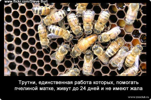 Трутни, единственная работа которых, помогать пчелиной матке, живут до 24 дней и не имеют жала. 