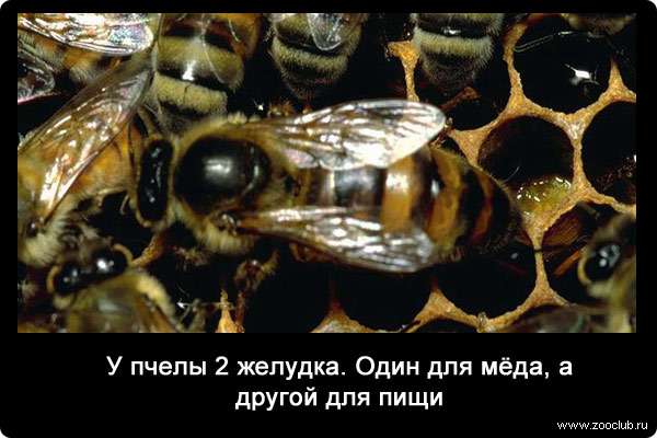 У пчелы 2 желудка. Один для мёда, а другой для пищи.