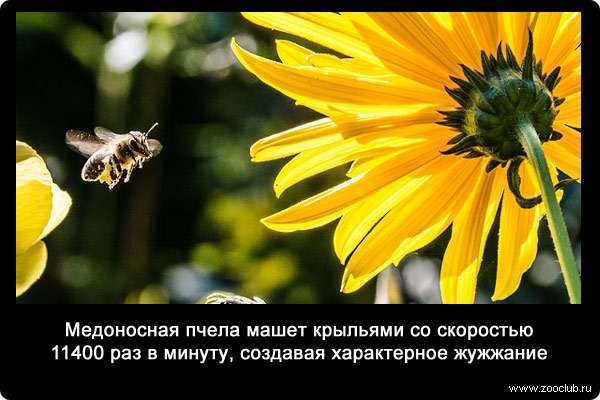 Медоносная пчела машет крыльями со скоростью 11400 раз в минуту, создавая характерное жужжание.