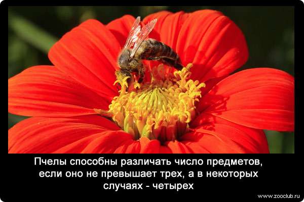 Пчелы способны различать число предметов, если оно не превышает трех, а в некоторых случаях - четырех.