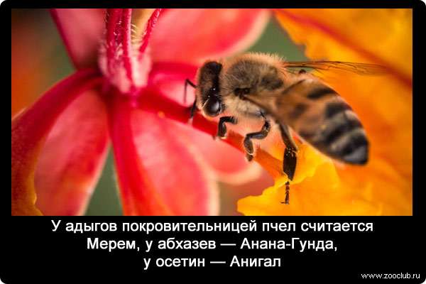 У адыгов покровительницей пчел считается Мерем, у абхазев - Анана-Гунда, у осетин - Анигал.