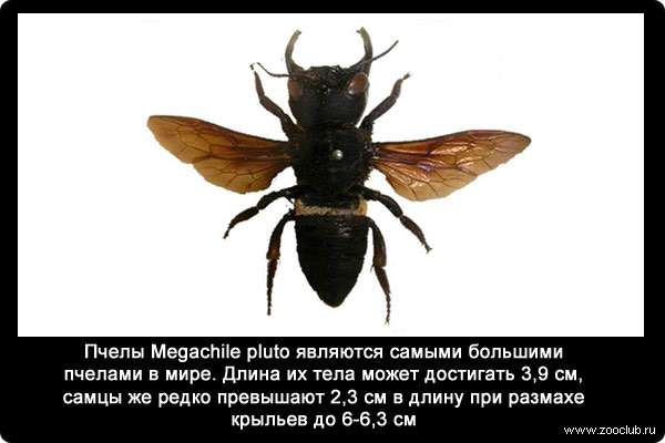 Пчелы Megachile pluto являются самыми большими пчелами в мире. Длина их тела может достигать 3,9 см, самцы же редко превышают 2,3 см в длину при размахе крыльев до 6-6,3 см.