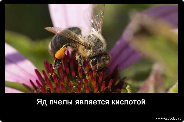 Яд пчелы является кислотой.