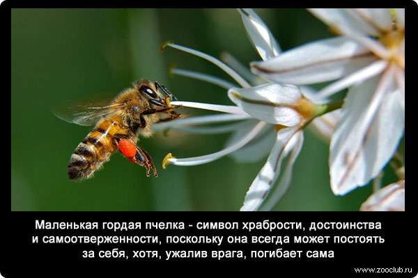 Маленькая гордая пчелка - символ храбрости, достоинства и самоотверженности, поскольку она всегда может постоять за себя, хотя, ужалив врага, погибает сама.