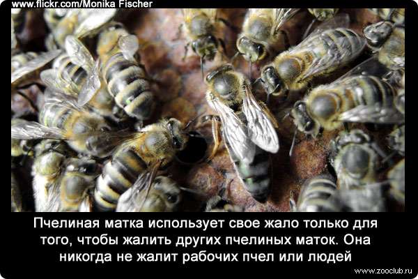 Пчелиная матка использует свое жало только для того, чтобы жалить других пчелиных маток. Она никогда не жалит рабочих пчел или людей.