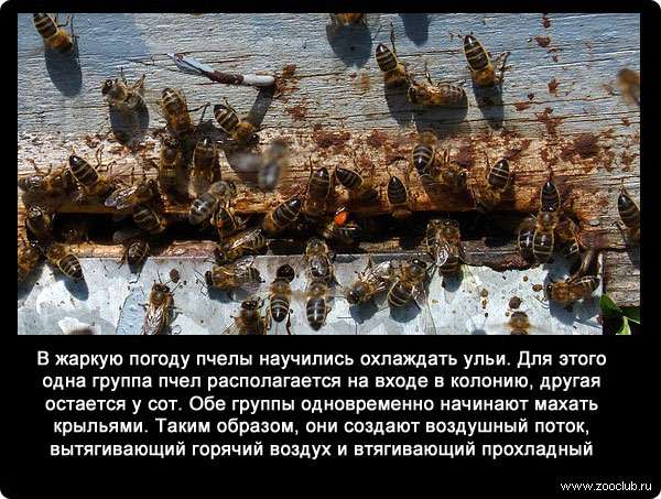 В жаркую погоду пчелы научились охлаждать ульи. Для этого одна группа пчел располагается на входе в колонию, другая остается у сот. Обе группы одновременно начинают махать крыльями. Таким образом, они создают воздушный поток, вытягивающий горячий воздух и втягивающий прохладный.