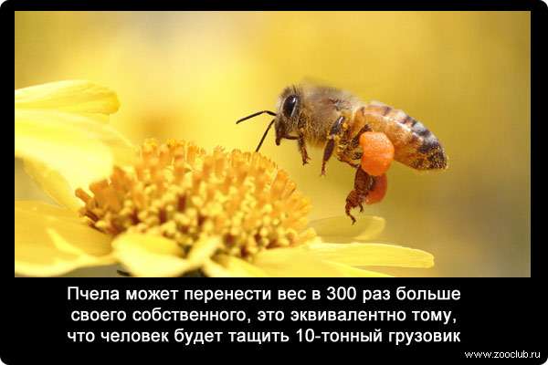 Пчела может перенести вес в 300 раз больше своего собственного, это эквивалентно тому, что человек будет тащить 10-тонный грузовик.