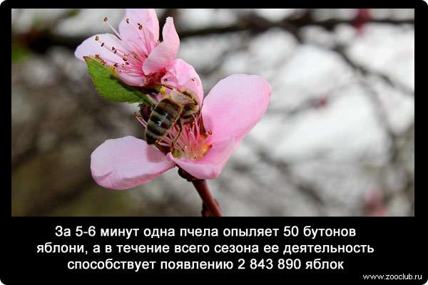 За 5-6 минут одна пчела опыляет 50 бутонов яблони, а в течение всего сезона ее деятельность способствует появлению 2 843 890 яблок.