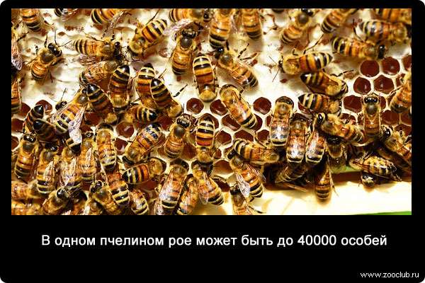В одном пчелином рое может быть до 40000 особей.