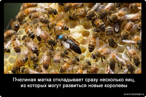Пчелиная матка откладывает сразу несколько яиц, из которых могут развиться новые королевы.