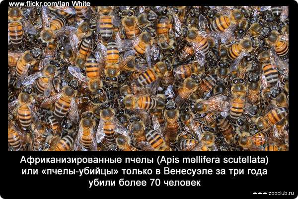 Африканизированные пчелы (Apis mellifera scutellata) или «пчелы-убийцы» только в Венесуэле за три года убили более 70 человек.