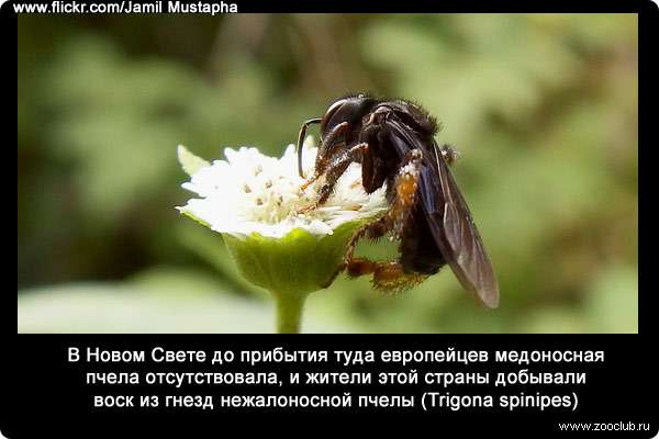В Новом Свете до прибытия туда европейцев медоносная пчела отсутствовала, и жители этой страны добывали воск из гнезд нежалоносной пчелы (Trigona spinipes).