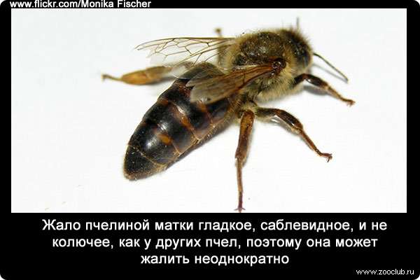 Жало пчелиной матки гладкое, саблевидное, и не колючее, как у других пчел, поэтому она может жалить неоднократно.
