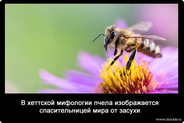 В хеттской мифологии пчела изображается спасительницей мира от засухи.