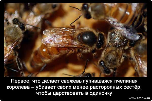 Первое, что делает свежевылупившаяся пчелиная королева - убивает своих менее расторопных сестёр, чтобы царствовать в одиночку.