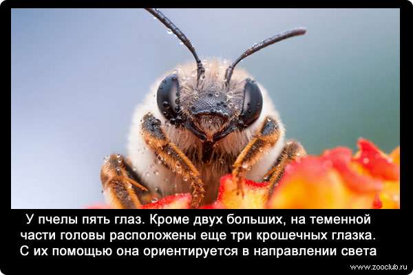 У пчелы пять глаз. Кроме двух больших, на теменной части головы расположены еще три крошечных глазка. С их помощью она ориентируется в направлении света.