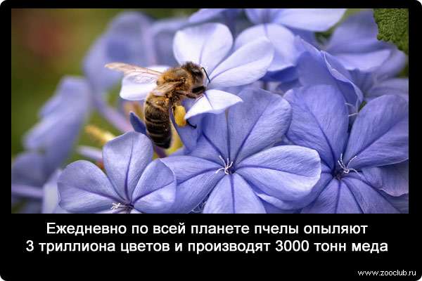 Ежедневно по всей планете пчелы опыляют 3 триллиона цветов и производят 3000 тонн меда.